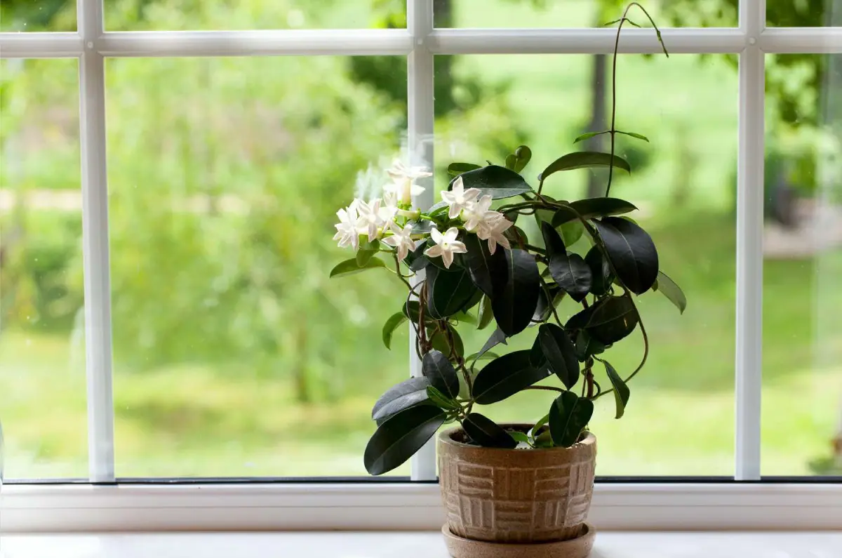 How to Plant, Grow, and Care for Jasmine Flowers: The Complete Guide