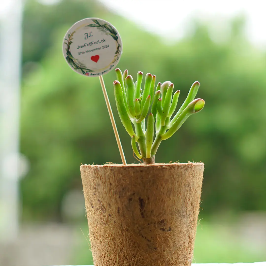 Coir Pot Return Gift