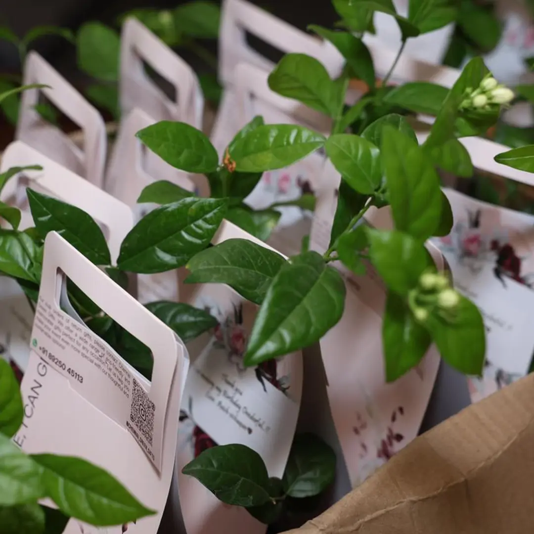 Jasmine Plant Hamper