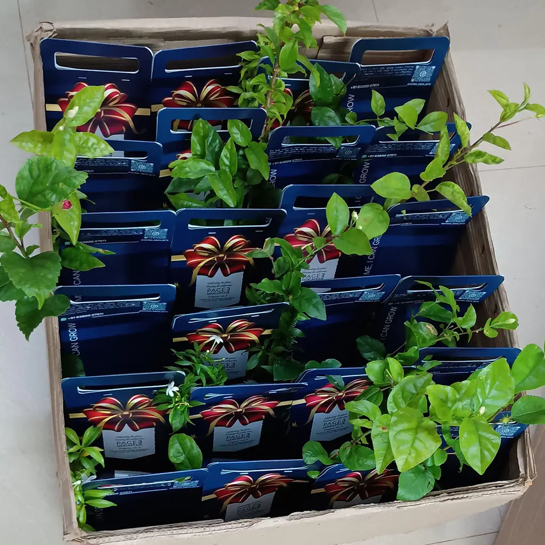 Dark Flower Plant Hamper